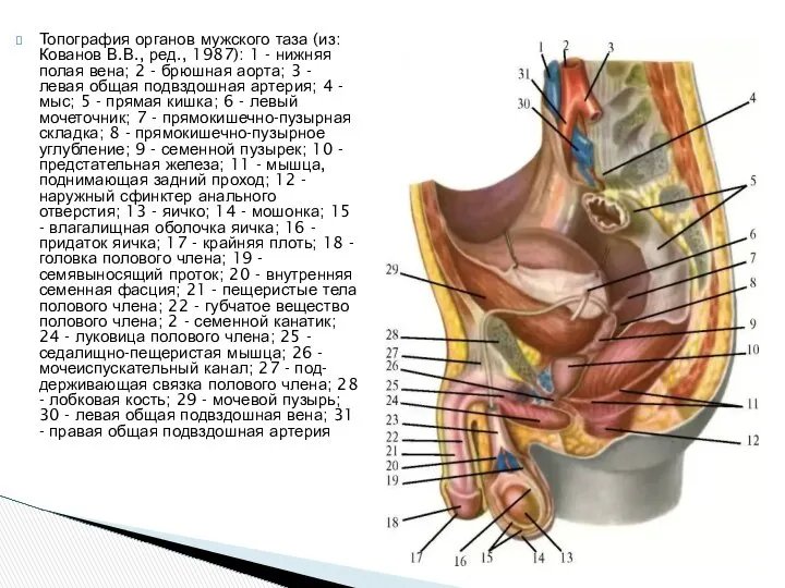 Топография органов мужского таза (из: Кованов В.В., ред., 1987): 1 -