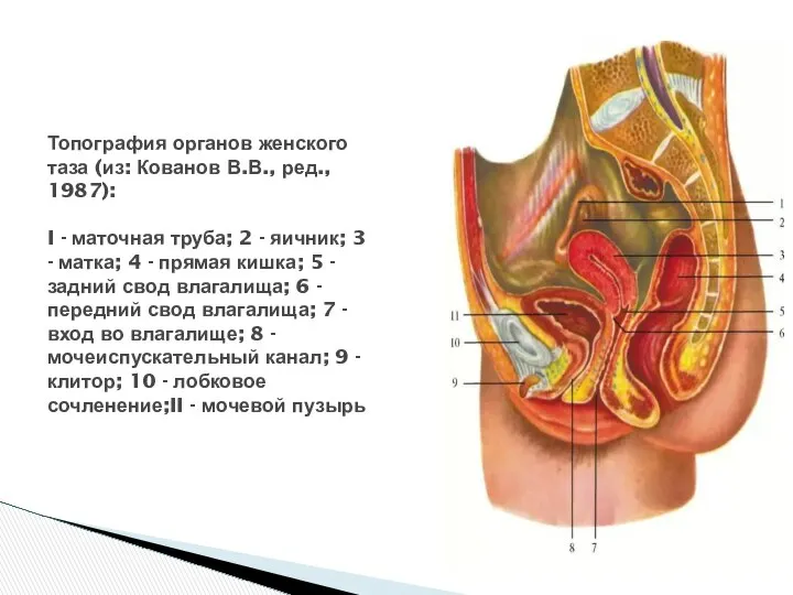 Топография органов женского таза (из: Кованов В.В., ред., 1987): I -