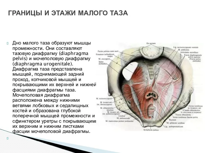 Дно малого таза образуют мышцы промежности. Они составляют тазовую диафрагму (diaphragma