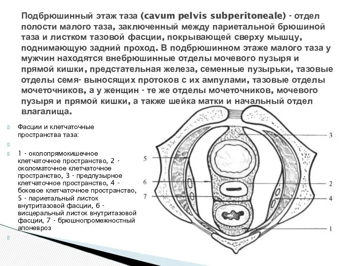 Фасции и клетчаточные пространства таза: 1 - околопрямокишечное клетчаточное пространство, 2