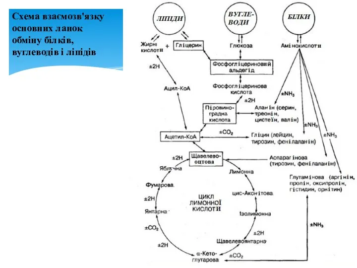 Схема взаємозв'язку основних ланок обміну білків, вуглеводів і ліпідів