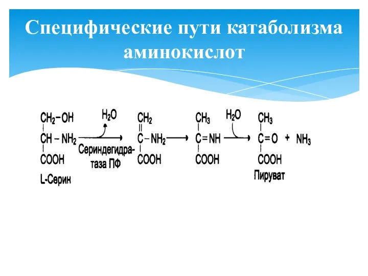 Специфические пути катаболизма аминокислот