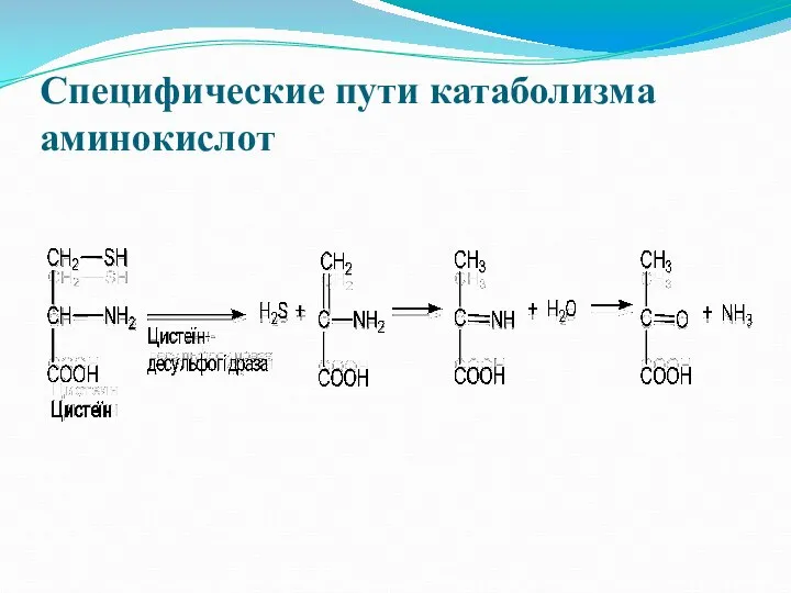 Специфические пути катаболизма аминокислот