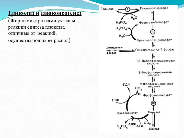 Гликолиз и глюконеогенез (Жирными стрелками указаны реакции синтеза глюкозы, отличные от реакций, осуществляющих ее распад)