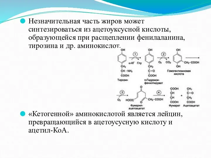 Незначительная часть жиров может синтезироваться из ацетоуксусной кислоты, образующейся при расщеплении