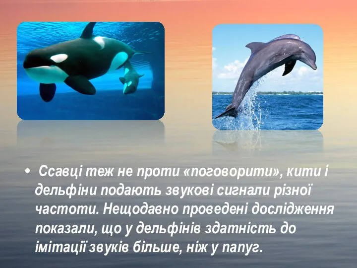 Ссавці теж не проти «поговорити», кити і дельфіни подають звукові сигнали