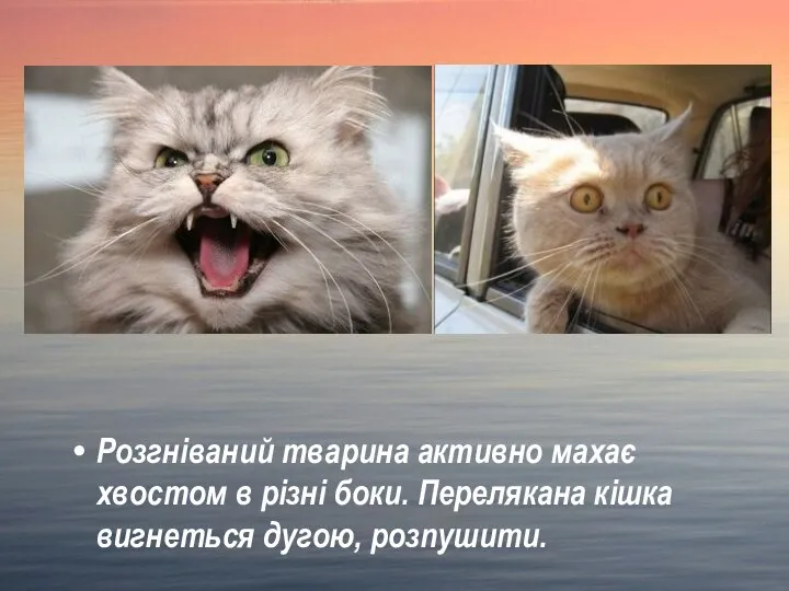 Розгніваний тварина активно махає хвостом в різні боки. Перелякана кішка вигнеться дугою, розпушити.