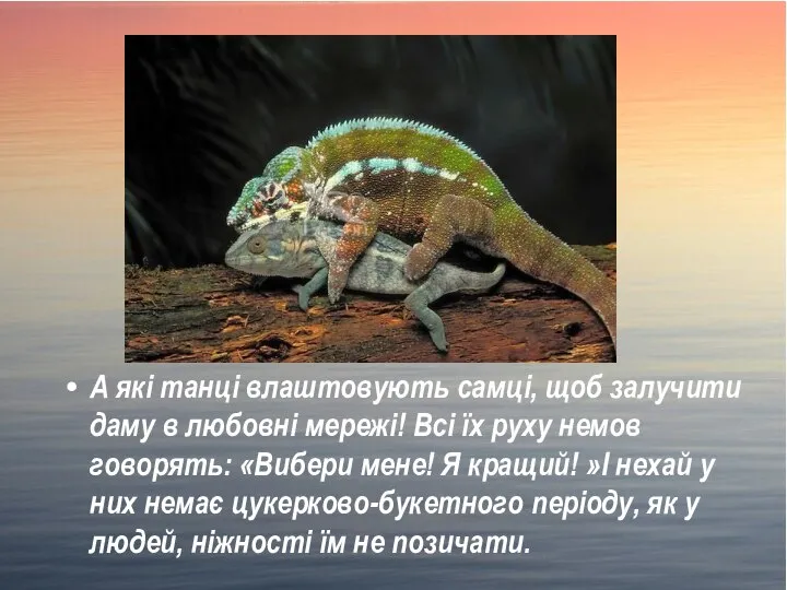 А які танці влаштовують самці, щоб залучити даму в любовні мережі!