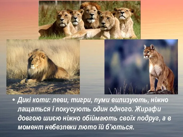 Дикі коти: леви, тигри, пуми вилизують, ніжно лащаться і покусують один