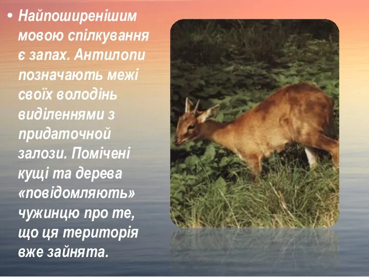 Найпоширенішим мовою спілкування є запах. Антилопи позначають межі своїх володінь виділеннями