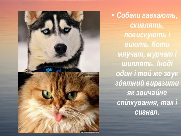 Собаки гавкають, скиглять, повискують і виють. Коти мяучат, мурчат і шиплять.