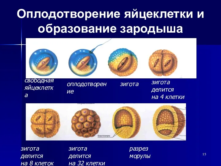 Оплодотворение яйцеклетки и образование зародыша свободная яйцеклетка оплодотворение зигота зигота делится