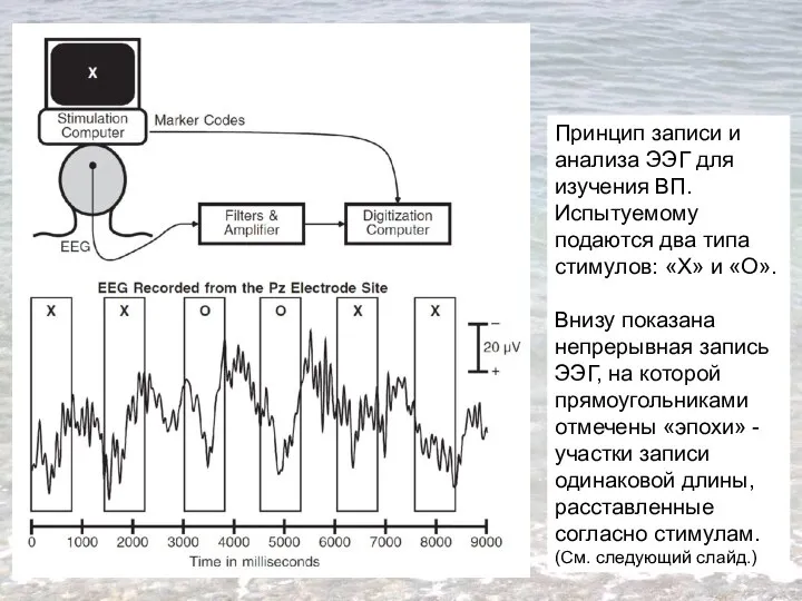 Принцип записи и анализа ЭЭГ для изучения ВП. Испытуемому подаются два