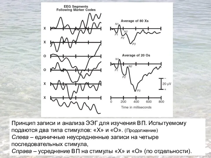 Принцип записи и анализа ЭЭГ для изучения ВП. Испытуемому подаются два