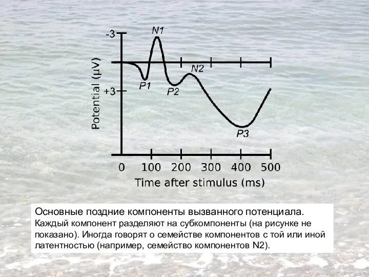Основные поздние компоненты вызванного потенциала. Каждый компонент разделяют на субкомпоненты (на