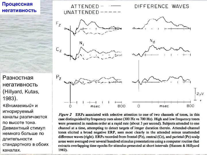 Разностная негативность (Hillyard, Kutas, 1983). «Внимаемый» и игнорируемый каналы различаются по