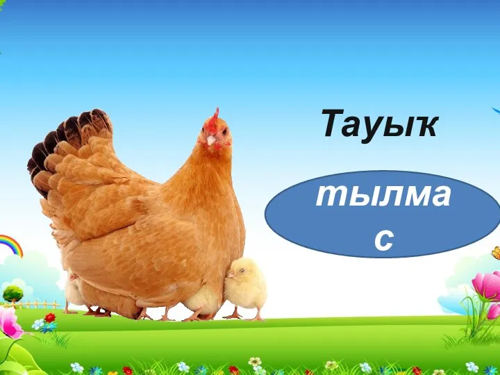 Тауыҡ тылмас