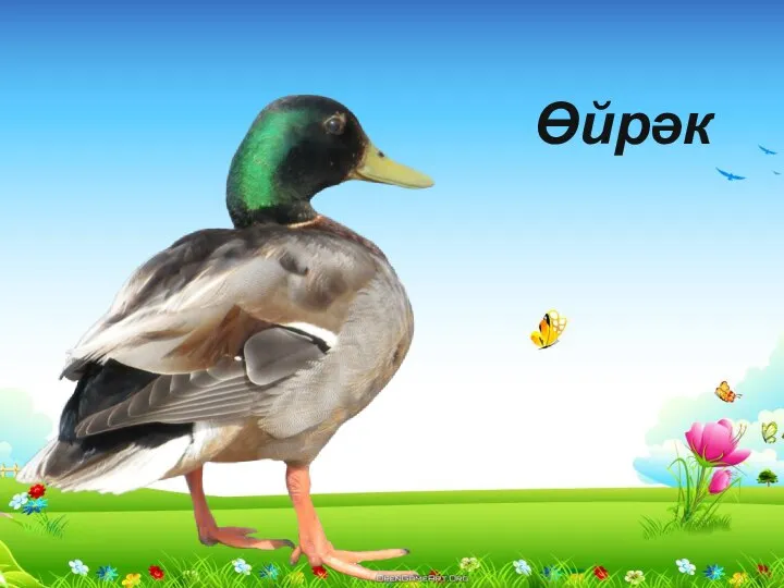 Өйрәк