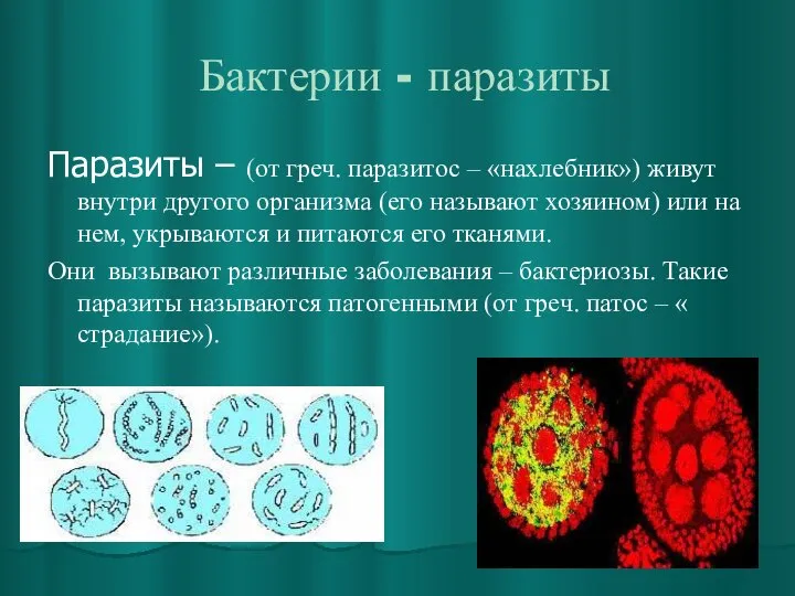 Бактерии - паразиты Паразиты – (от греч. паразитос – «нахлебник») живут