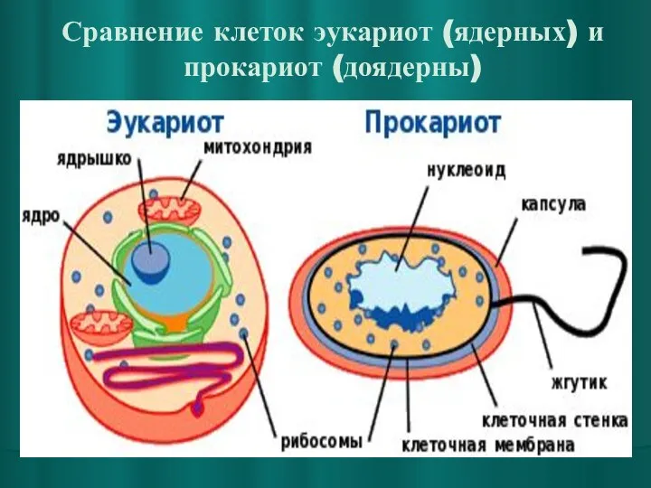 Сравнение клеток эукариот (ядерных) и прокариот (доядерны)