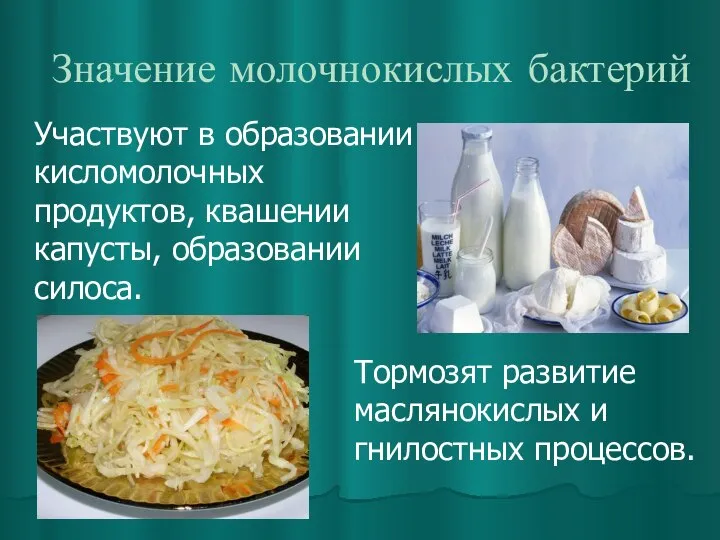 Значение молочнокислых бактерий Участвуют в образовании кисломолочных продуктов, квашении капусты, образовании