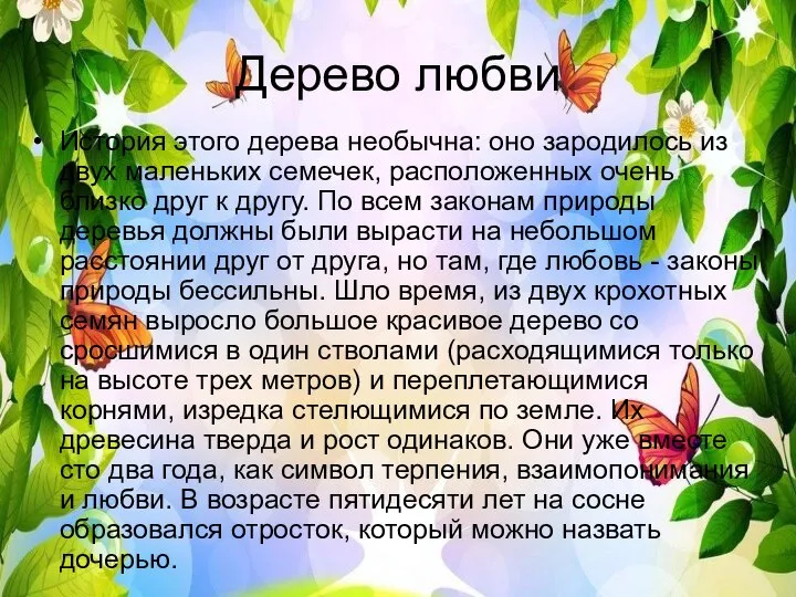 Дерево любви История этого дерева необычна: оно зародилось из двух маленьких