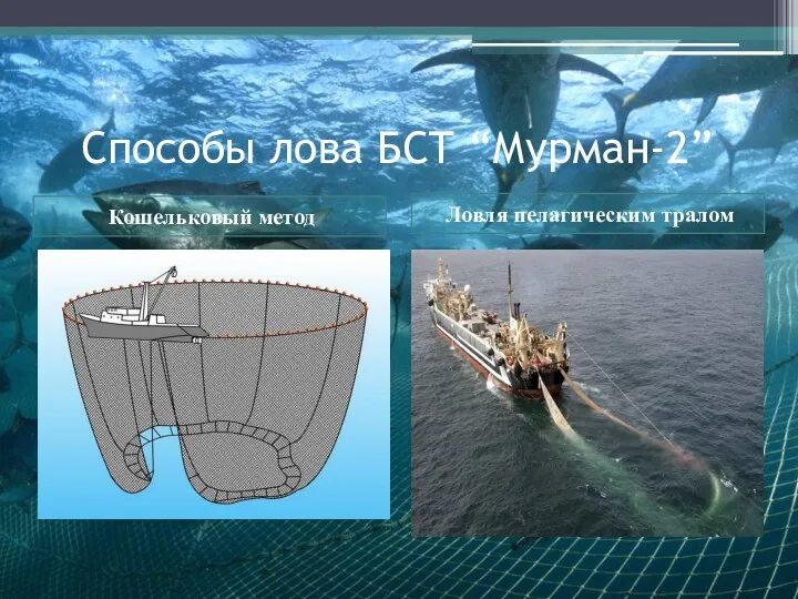 Способы лова БСТ “Мурман-2” Кошельковый метод Ловля пелагическим тралом