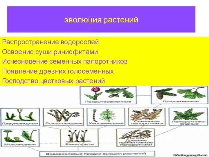 эволюция растений Распространение водорослей Освоение суши риниофитами Исчезновение семенных папоротников Появление древних голосеменных Господство цветковых растений