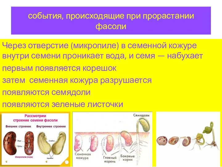 события, происходящие при прорастании фасоли Через отверстие (микропиле) в семенной кожуре