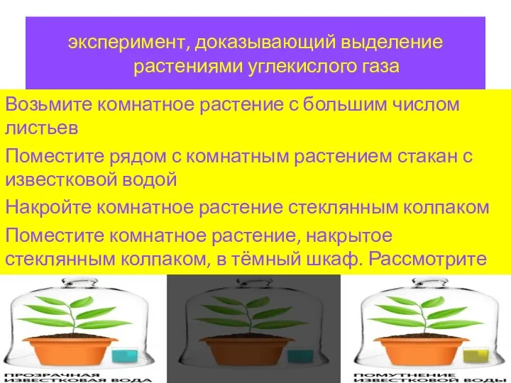 эксперимент, доказывающий выделение растениями углекислого газа Возьмите комнатное растение с большим