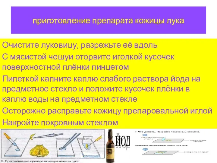 приготовление препарата кожицы лука Очистите луковицу, разрежьте её вдоль С мясистой