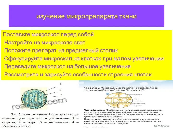 изучение микропрепарата ткани Поставьте микроскоп перед собой Настройте на микроскопе свет