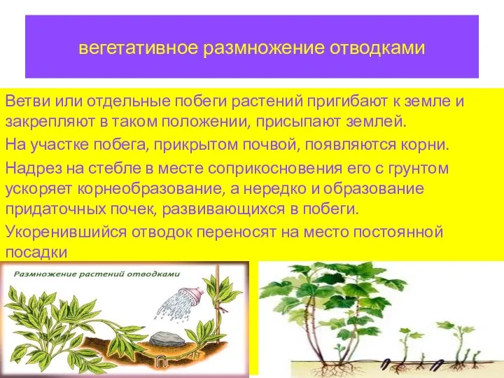 вегетативное размножение отводками Ветви или отдельные побеги растений пригибают к земле