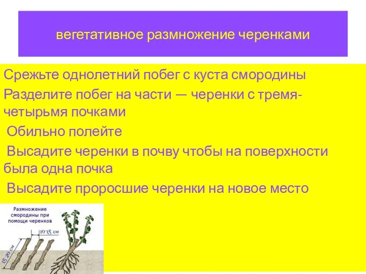 вегетативное размножение черенками Срежьте однолетний побег с куста смородины Разделите побег