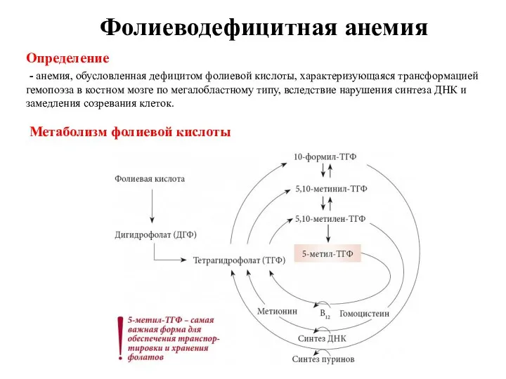 Определение - анемия, обусловленная дефицитом фолиевой кислоты, характеризующаяся трансформацией гемопоэза в