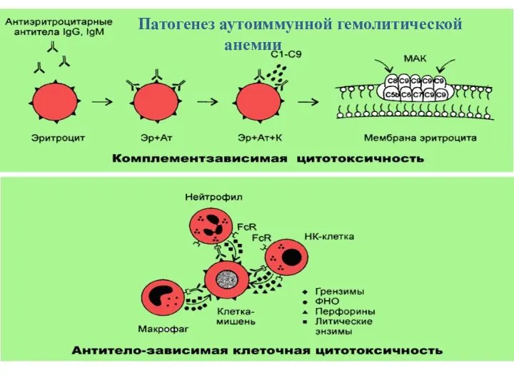 Патогенез аутоиммунной гемолитической анемии