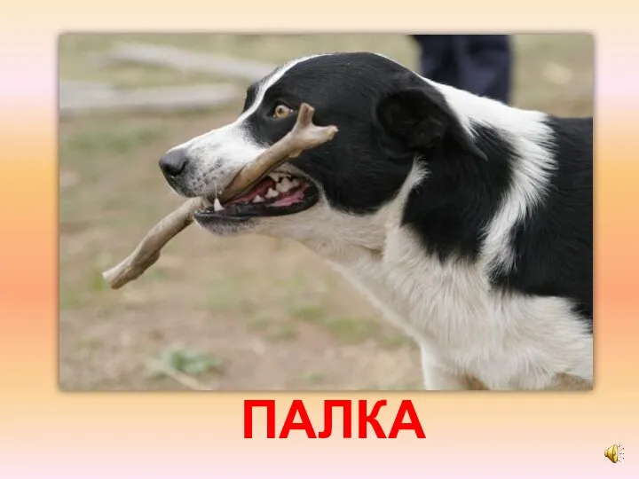 ПАЛКА