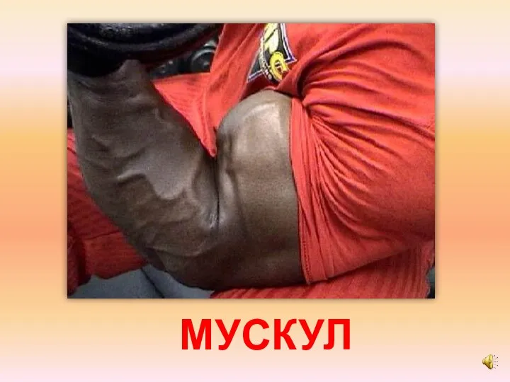 МУСКУЛ