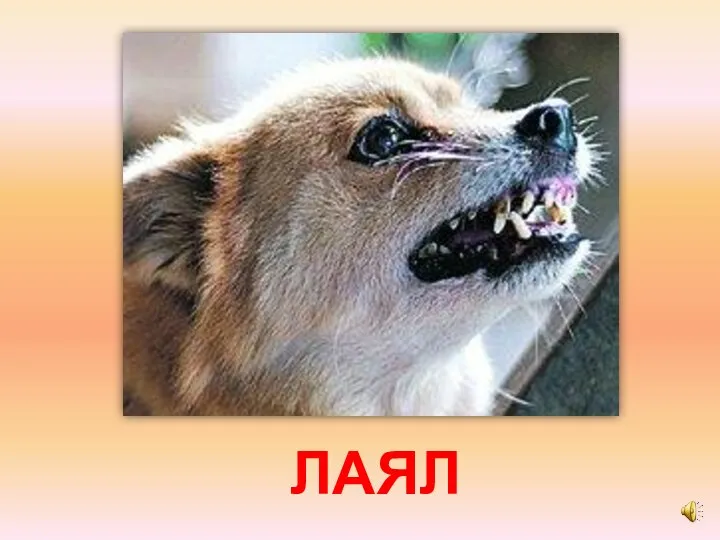 ЛАЯЛ