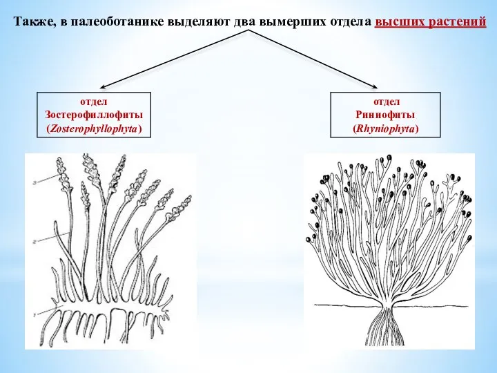 Также, в палеоботанике выделяют два вымерших отдела высших растений