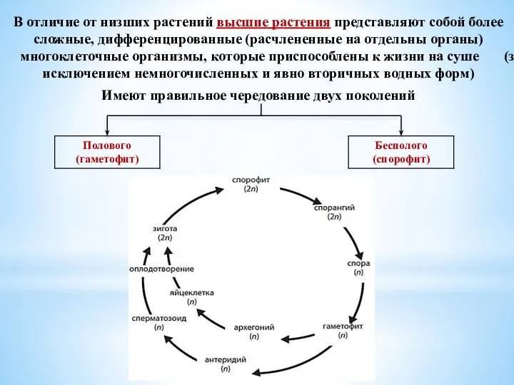 В отличие от низших растений высшие растения представляют собой более сложные,