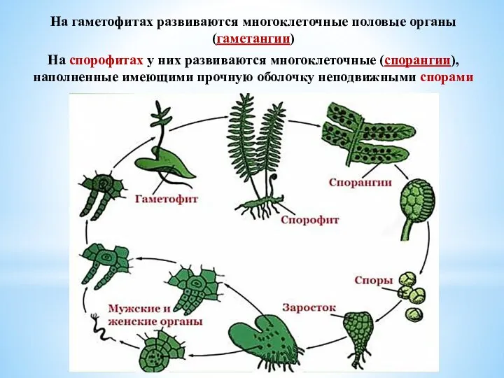 На гаметофитах развиваются многоклеточные половые органы (гаметангии) На спорофитах у них