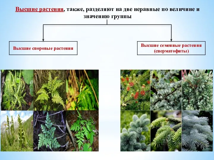 Высшие растения, также, разделяют на две неравные по величине и значению группы