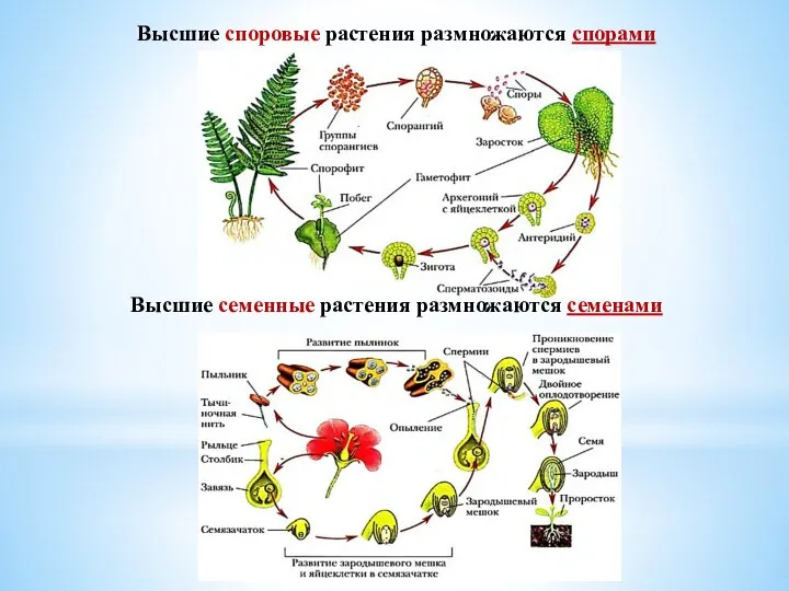 Высшие споровые растения размножаются спорами Высшие семенные растения размножаются семенами