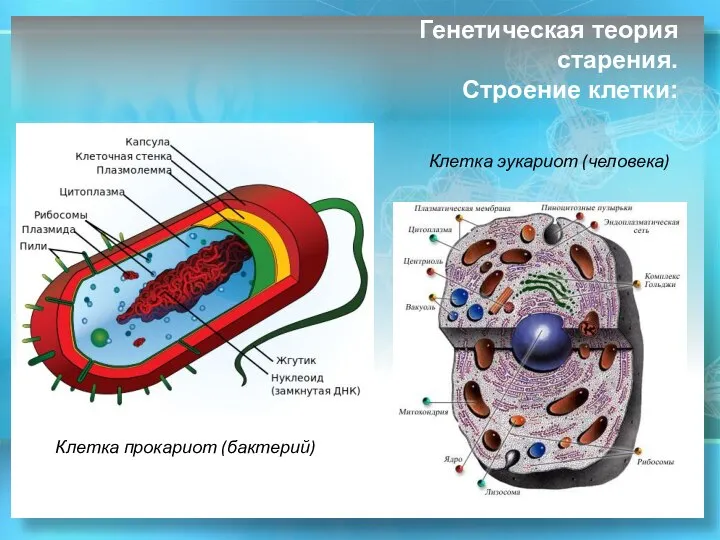 Генетическая теория старения. Строение клетки: Клетка прокариот (бактерий) Клетка эукариот (человека)