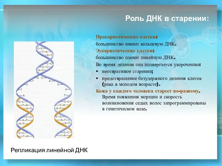 Роль ДНК в старении: Прокариотические клетки: большинство имеют кольцевую ДНК. Эукариотические