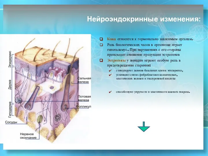 Нейроэндокринные изменения: Кожа относится к гормонально зависимым органам. Роль биологических часов