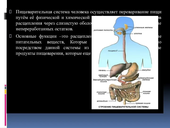 Пищеварительная система человека осуществляет переваривание пищи путём её физической и химической