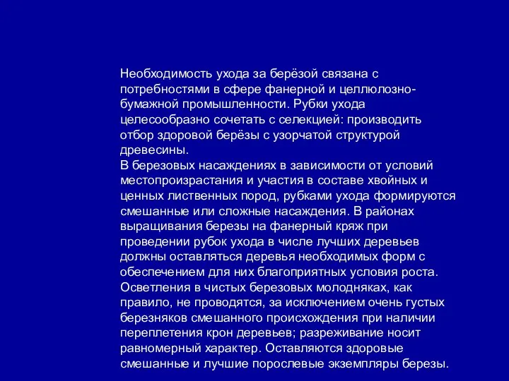 Необходимость ухода за берёзой связана с потребностями в сфере фанерной и