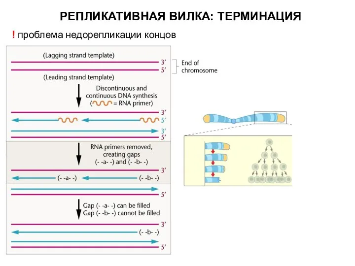 РЕПЛИКАТИВНАЯ ВИЛКА: ТЕРМИНАЦИЯ ! проблема недорепликации концов